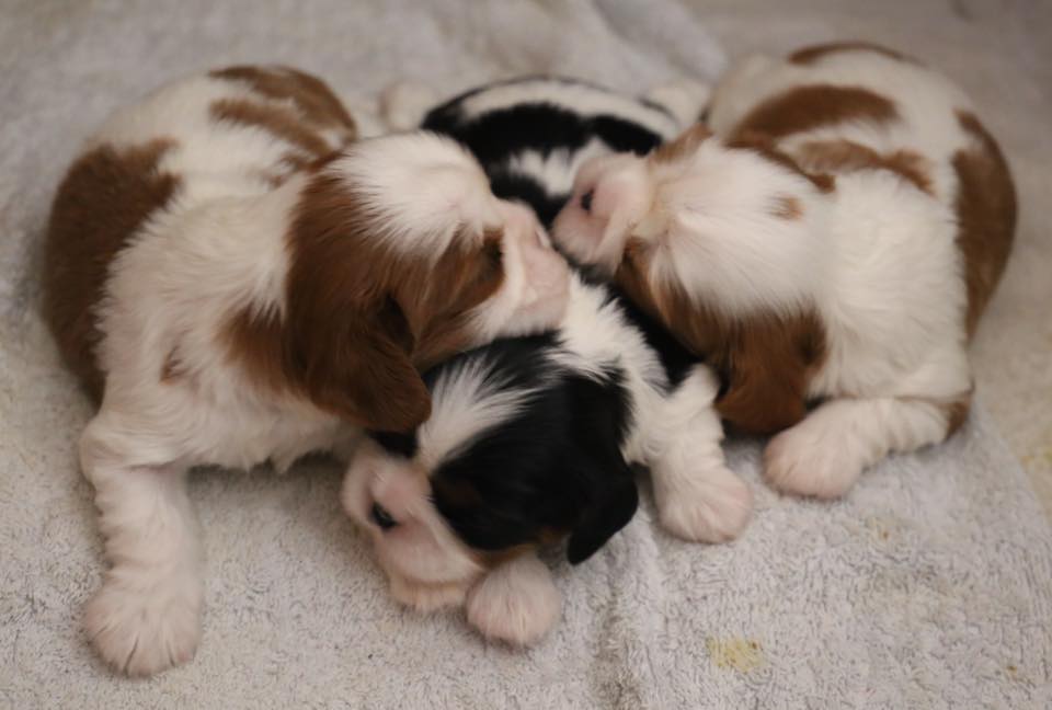 Taylor's first litter - © Brittney Parrington