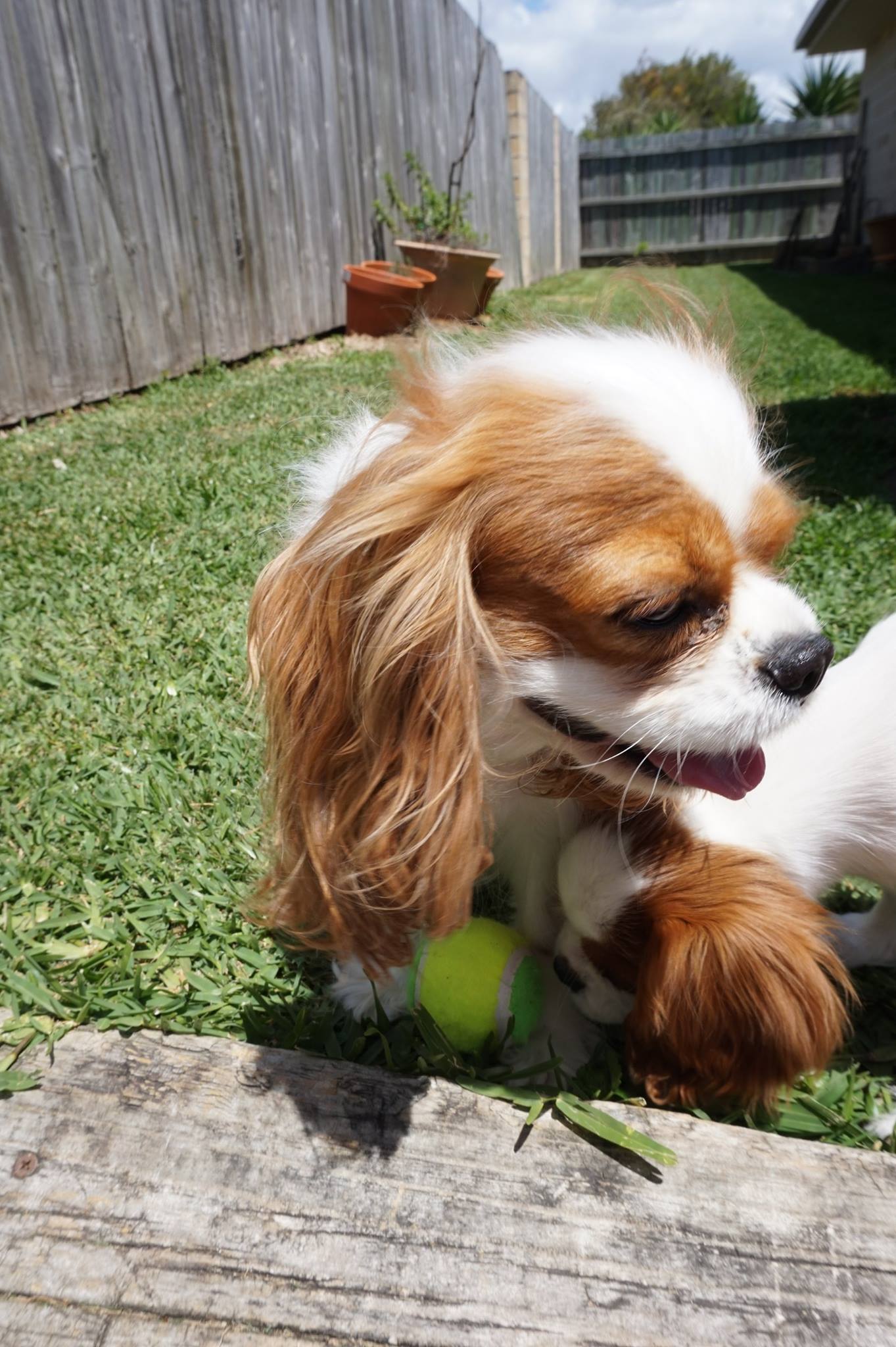 Taylor and Luna with a Ball